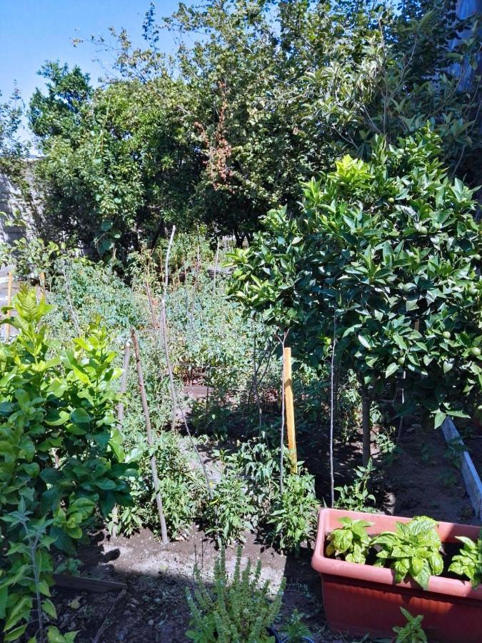 Rosa Vesuviana Acomodação com café da manhã Boscoreale Exterior foto